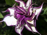 FotosRGES: Purple-Datura-flower-[NL-2004]-RGES